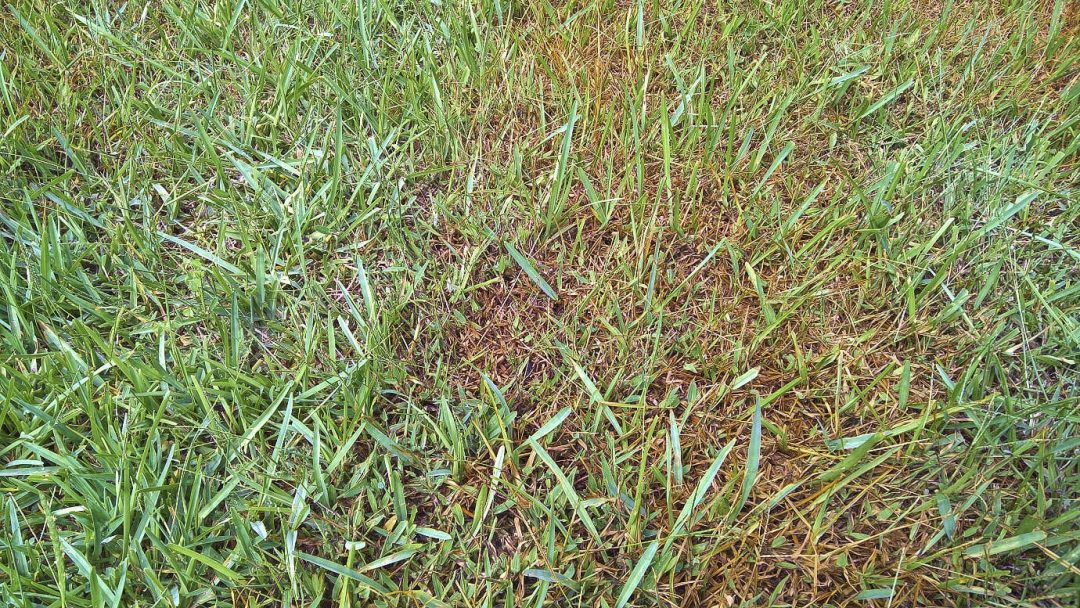 Kill Crabgrass With Baking Soda Magnolia Residents